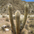 Oreocereus celsianus (E La Quiaca, Arg)