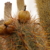 Oreocereus celsianus  MPL 73.5 (E Yavi, Arg)