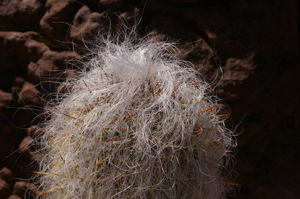 Oreocereus celsianus  MPL 93.1 (10km S Abra Pampa, Jujuy, Arg)