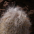 Oreocereus celsianus  MPL 93.1 (10km S Abra Pampa, Jujuy, Arg)