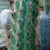 Oreocereus hendriksenianus ´gracilis´