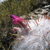 Oreocereus trollii  MN 272 (Miyuyoc, 3850m, Arg)