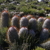 Oreocereus trollii  MPL 96.1 (Iturbe-Iruya, Arg)
