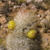 Oreocereus trollii  MPL 96.3 (Iturbe-Iruya, Arg)
