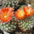 Parodia faustiana  MN 98 (Las Cuevas, 3550m, Arg)