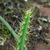 Pfeiffera ianthothele  MN 312 (San Lucas - Peña Alta, 1318m, Jujuy, Arg)