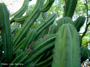Polaskia chichipe