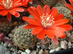 Rebutia atrovirens v.  MN 234 (Iruya, Arg)