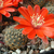Rebutia atrovirens v.  MN 234 (Iruya, Arg)