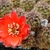 Rebutia atrovirens v. ´brunneoradicata´  FR 1109 (San Antonio, Mendez, Bol)