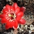 Rebutia atrovirens v. ´pauciareolata´ FR 1121 (San Antonio, Bol)