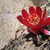 Rebutia atrovirens v. haefneriana MN 259 (Capillas-Iruya, 4025m, Arg)