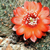 Rebutia atrovirens v. haefneriana RH 339 (Ex brunescens ´99) (Esquire, 3950m, Bol)