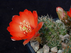 Rebutia atrovirens v. raulii WR 493