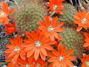 Rebutia donaldiana Lau 348 (Pucara, Bol)