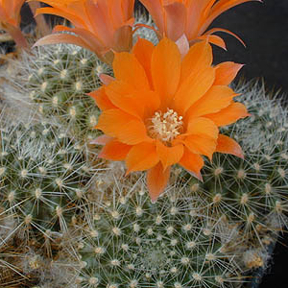 Rebutia flavistyla  FR 756 (Cajas, Tarija, Bol)