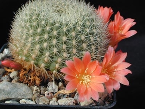 Rebutia minuscula ´xanthocarpa v. salmonea´