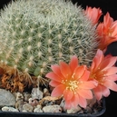 Rebutia minuscula ´xanthocarpa v. salmonea´