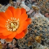 Rebutia nigricans v. MN 117 (Chorrillos, Arg)