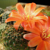 Rebutia sumayana JK 461 (Cerro Inca Puno 3400m, Bol)