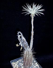 Seti-echinopsis mirabilis