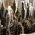 Seti-echinopsis mirabilis (Salinas Grandes, Cordoba, 195m, Arg)