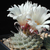 Strombocactus disciformis  VB 15
