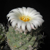 Strombocactus disciformis ´jarmilae´ (Jalpán, Mexico)