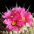 Strombocactus disciformis ssp. esperanzae