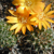 Sulcorebutia candiae v. kamiensis RH 433 (W Coriri, 3150m, Bol)
