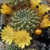 Sulcorebutia cardenasiana WR 609 (Pasorapa, Bol)