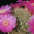 Sulcorebutia cylindrica RH 406 (W Tin-Tin, 2500m, Bol)