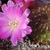 Sulcorebutia frankiana HS 75a