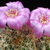 Sulcorebutia spec. Lau 327