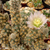 Tephrocactus molinensis