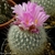 Thelocactus conothele v. macdowellii
