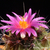 Thelocactus matudae