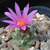 Turbinicarpus alonsoi GM 24 (Xichu, Mex)