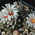Turbinicarpus bonatzii