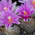 Turbinicarpus valdezianus P 267