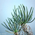 Tylecodon wallichii