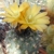 Weingartia neumanniana  MN  57 (Humahuaca, Arg)