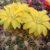 Weingartia pulquinensis  RH 786 (Pasorapa, 2600m, Bol)