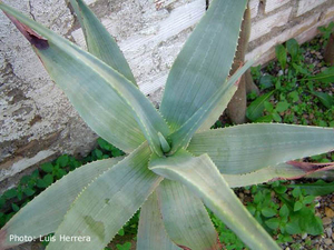 Aloe comosa