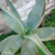 Aloe comosa