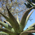 Aloe ferox