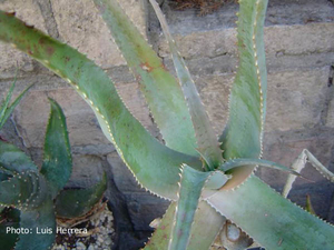 Aloe globuligemma