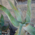 Aloe globuligemma