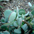 Crassula arborescens