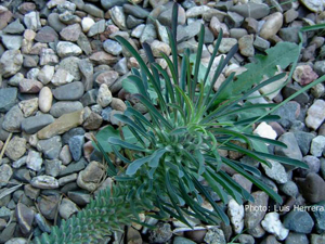 Euphorbia clandestina
